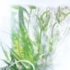 Perfumy Geranium – Luxuriance – Rivieres De Cartier | Cartier